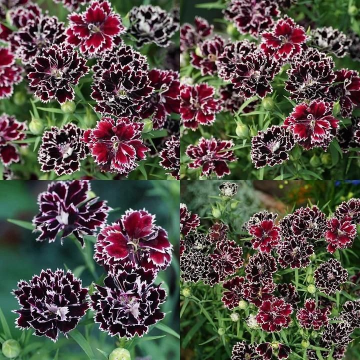 Dianthus Seeds+Free Pot Mixtures