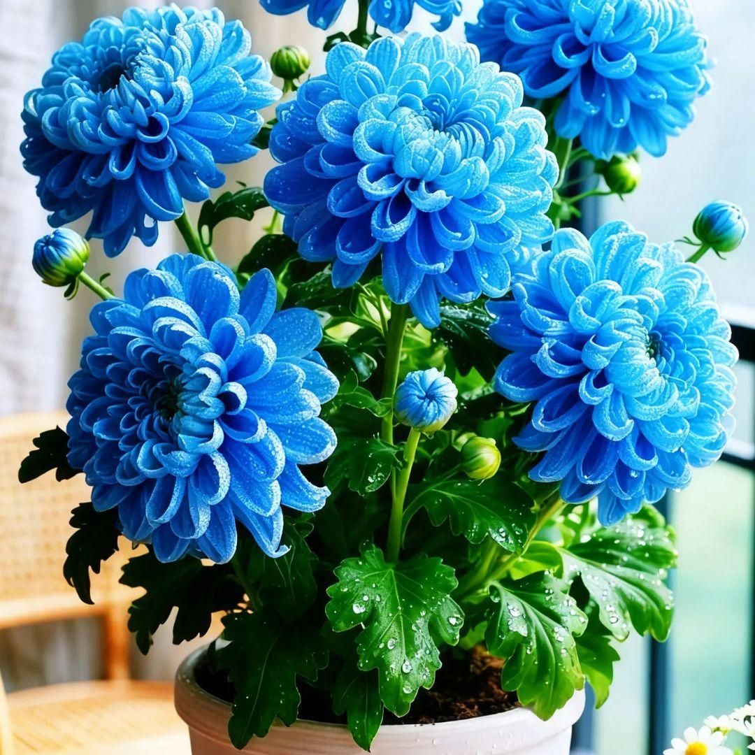 Double-Petal Chrysanthemums Seeds