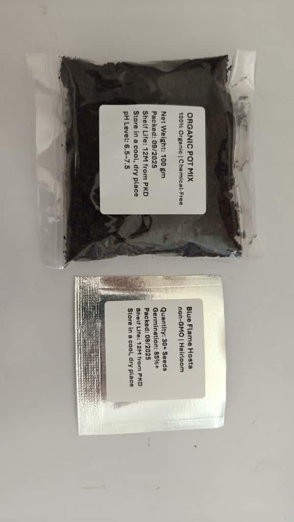Blue Flame Hosta + Free 100g Organic Mix