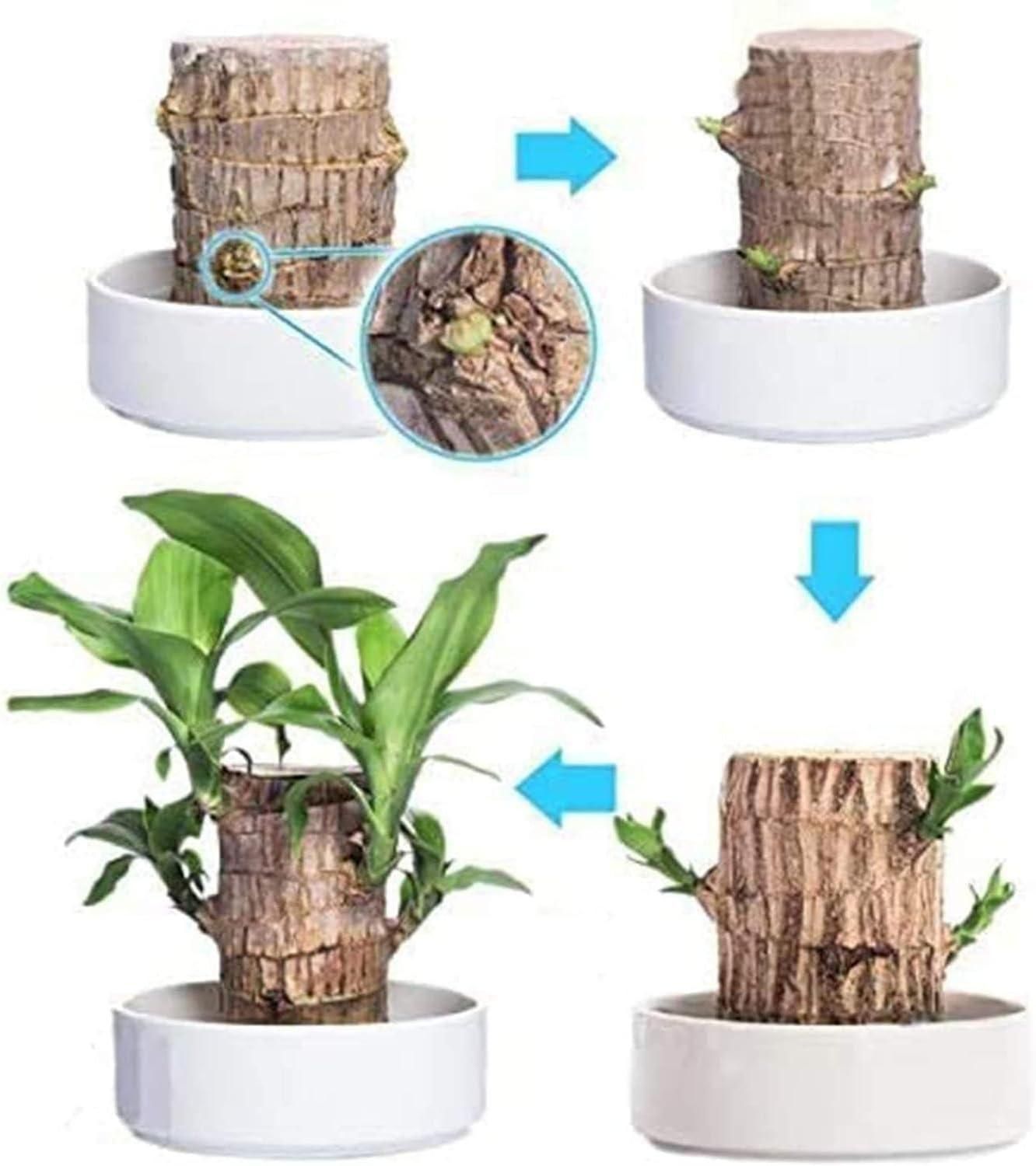 Brazilian Lucky Wood, Mini Home Plant	(Pack of 2)