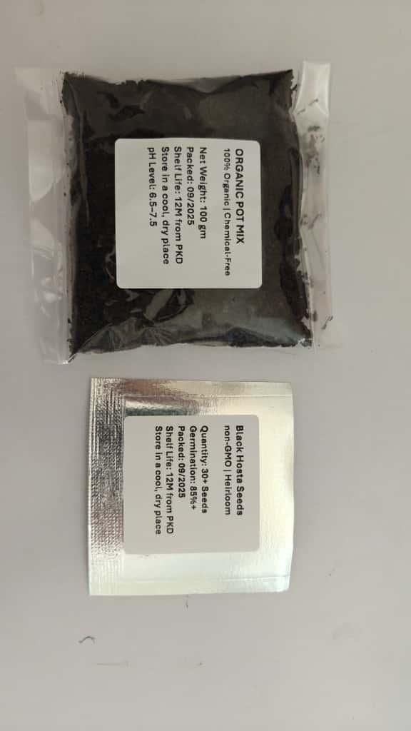 Black Hosta Seeds + Free Organic pox mix