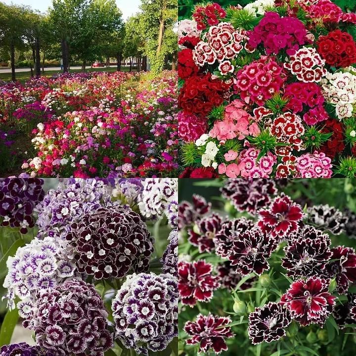 Dianthus Seeds+Free Pot Mixtures