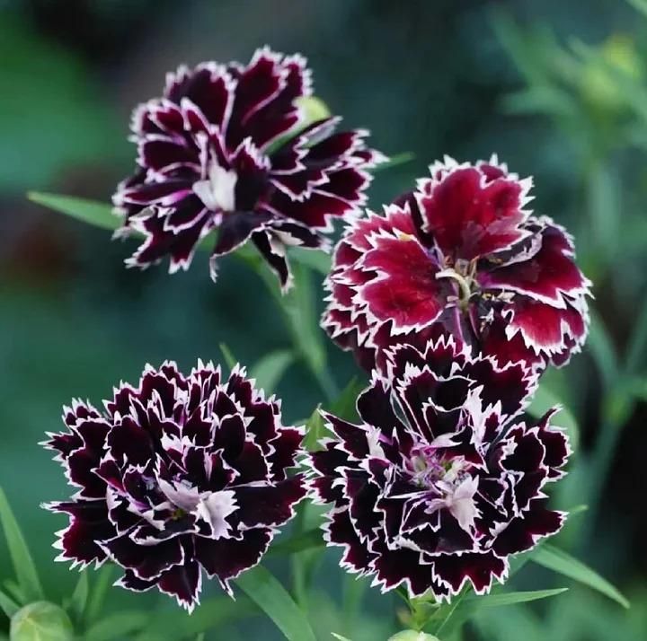 Dianthus Seeds+Free Pot Mixtures