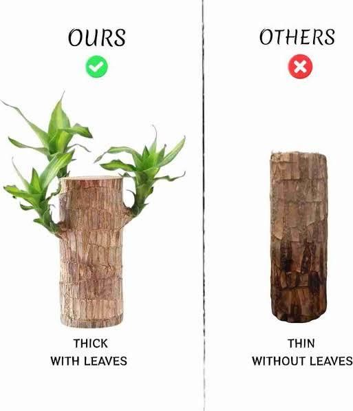 Brazilian Lucky Wood, Mini Home Plant	(Pack of 2)