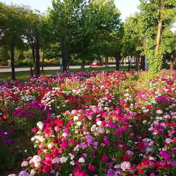 Dianthus Seeds+Free Pot Mixtures