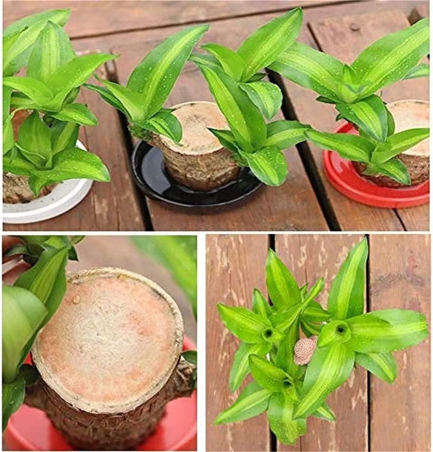 Brazilian Lucky Wood, Mini Home Plant	(Pack of 2)