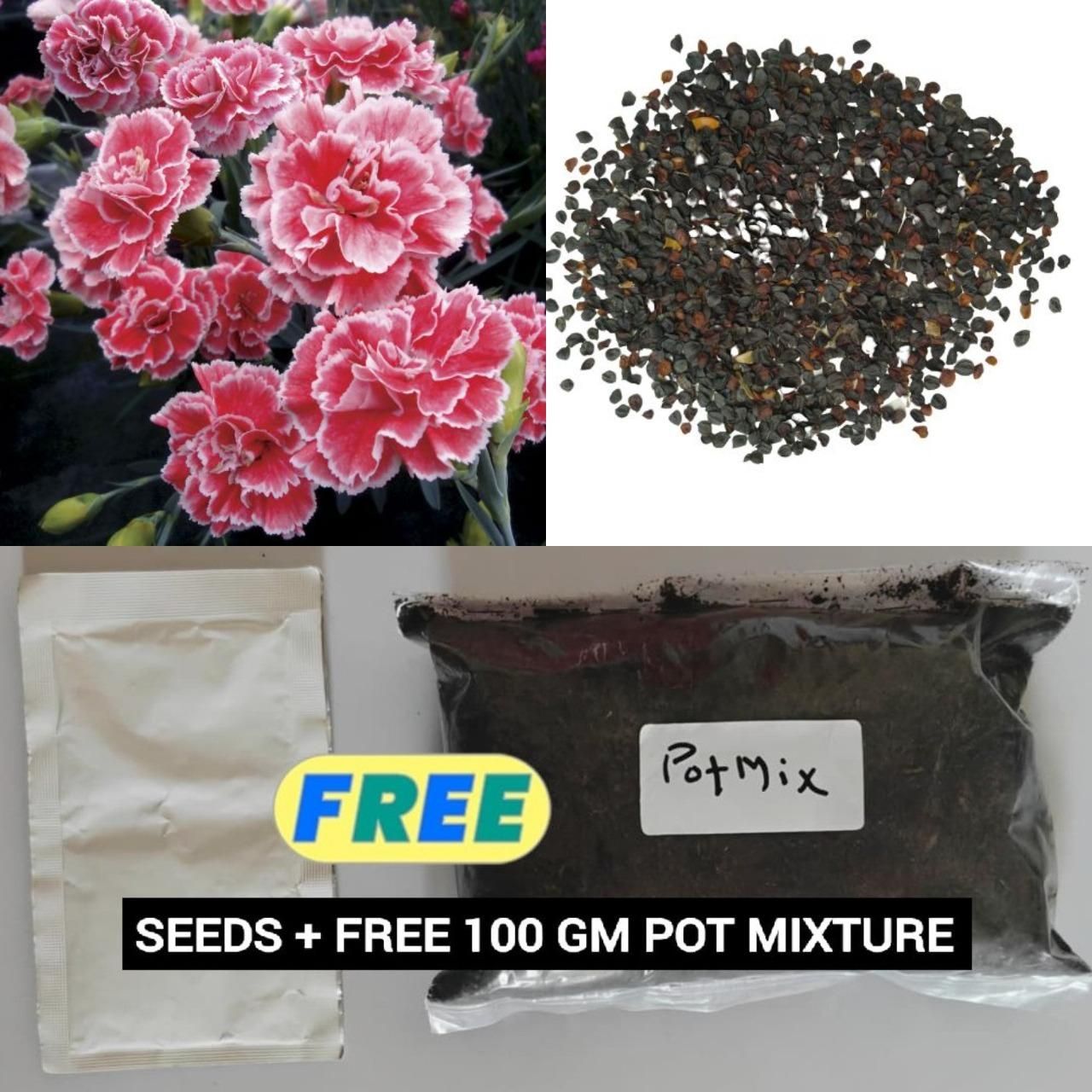 Dianthus Seeds+Free Pot Mixtures