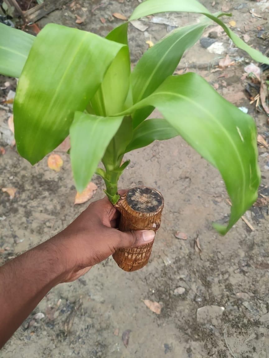 Brazilian Lucky Wood, Mini Home Plant	(Pack of 2)