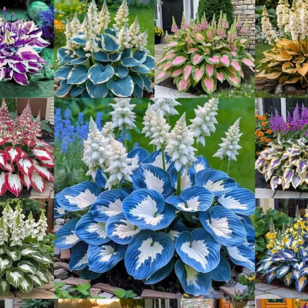 Tolerant and Cold-Hardy Hosta Flowers
