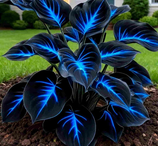 Blue Flame Hosta + Free 100g Organic Mix