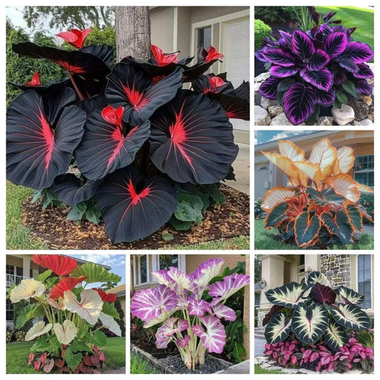 Black Hosta Seeds + Free Organic pox mix