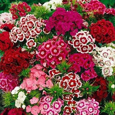 Dianthus Seeds+Free Pot Mixtures