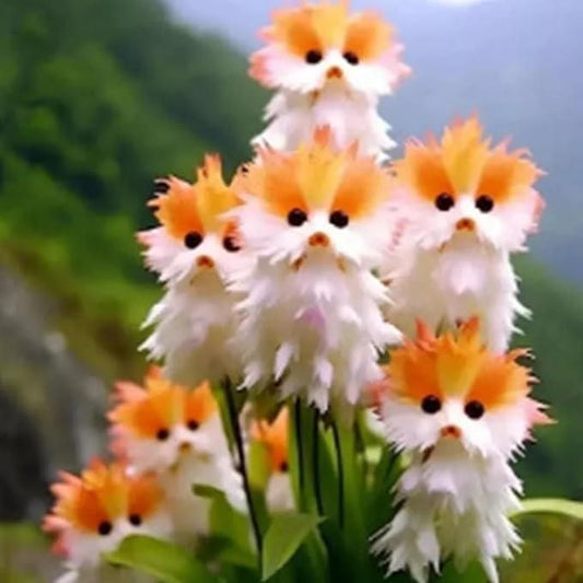 Aromatic Flower Seeds + Free Organic Pot Mix