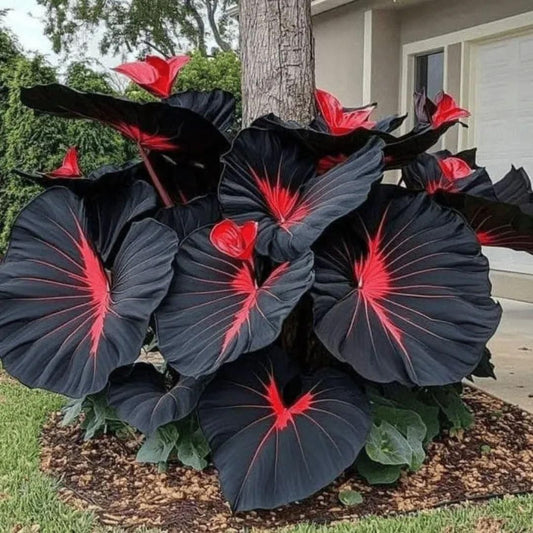Black Hosta Seeds + Free Organic pox mix