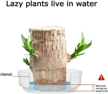Brazilian Lucky Wood, Mini Home Plant	(Pack of 2)