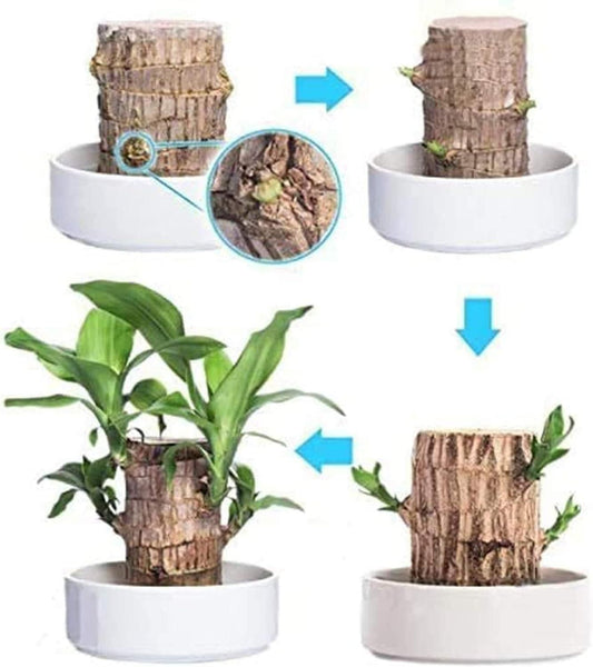 Brazilian Lucky Wood, Mini Home Plant	(Pack of 2)