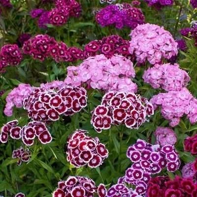 Dianthus Seeds+Free Pot Mixtures