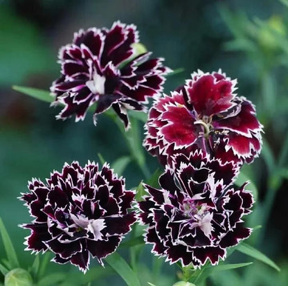 Dianthus Seeds+Free Pot Mixtures