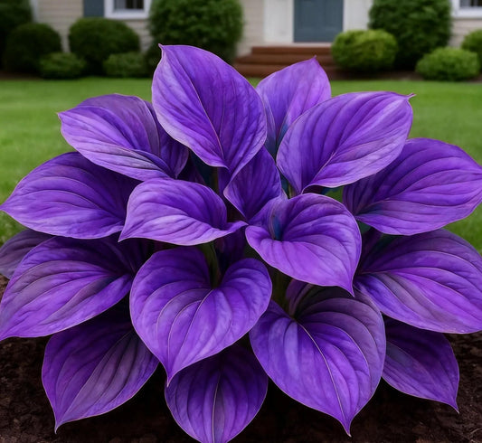 Blue Flame Hosta + Free 100g Organic Mix