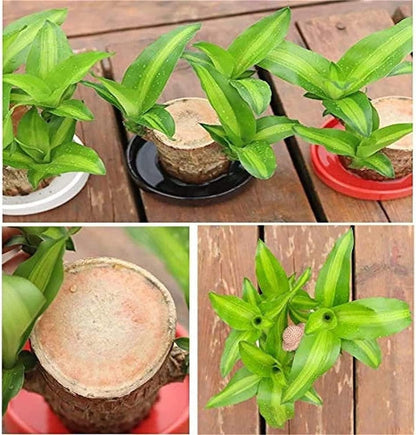 Brazilian Lucky Wood, Mini Home Plant	(Pack of 2)