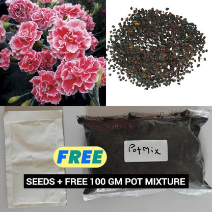 Dianthus Seeds+Free Pot Mixtures