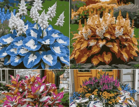Tolerant and Cold-Hardy Hosta Flowers
