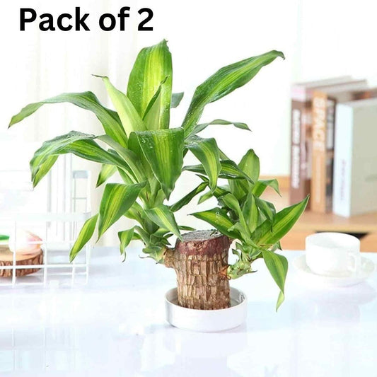 Brazilian Lucky Wood, Mini Home Plant	(Pack of 2)